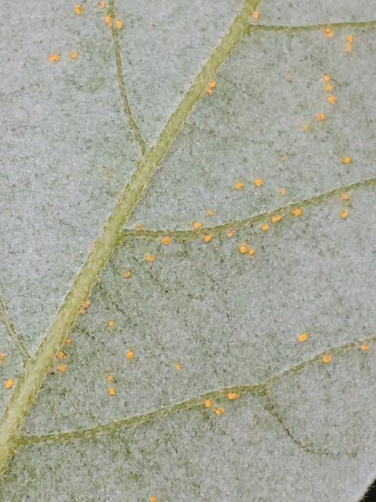 Pine-oak gall rust, photo 2 sur 5