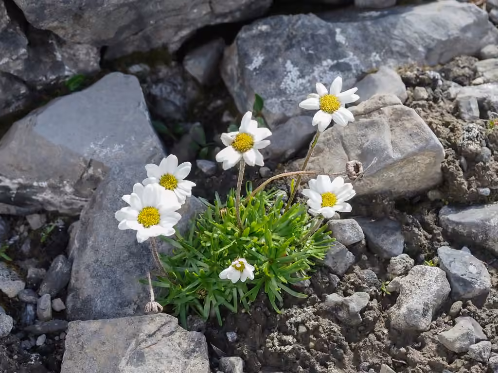 Marguerite à feuilles entières, photo 1 sur 5