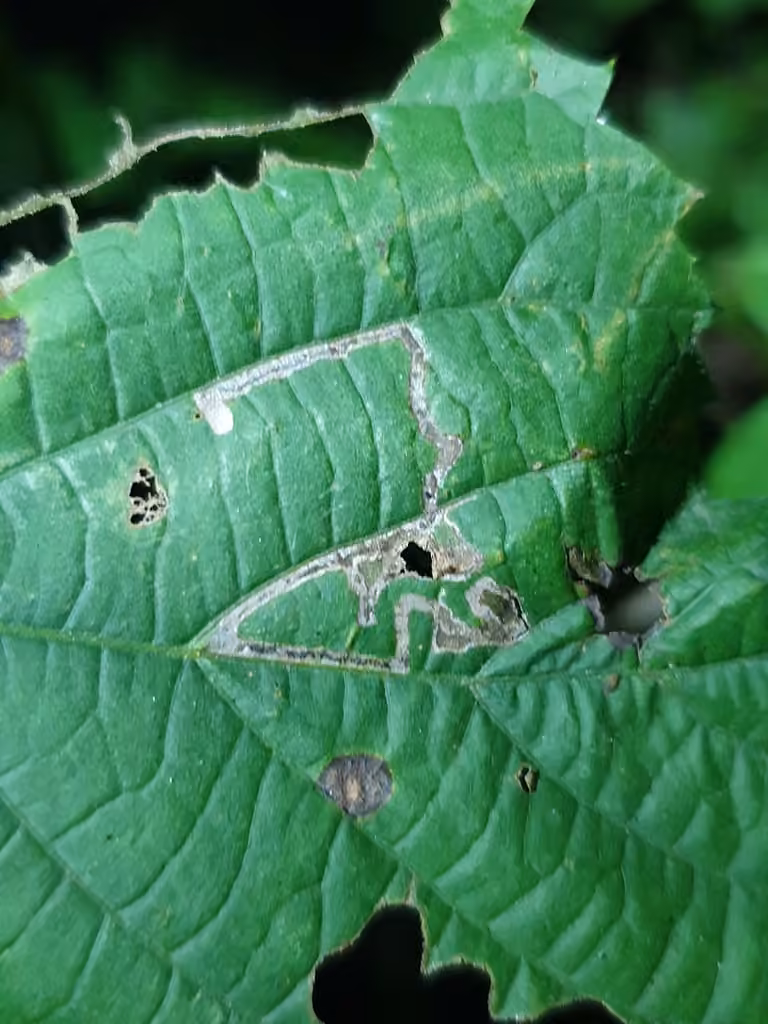 Stigmella tiliella, photo 3 of 5