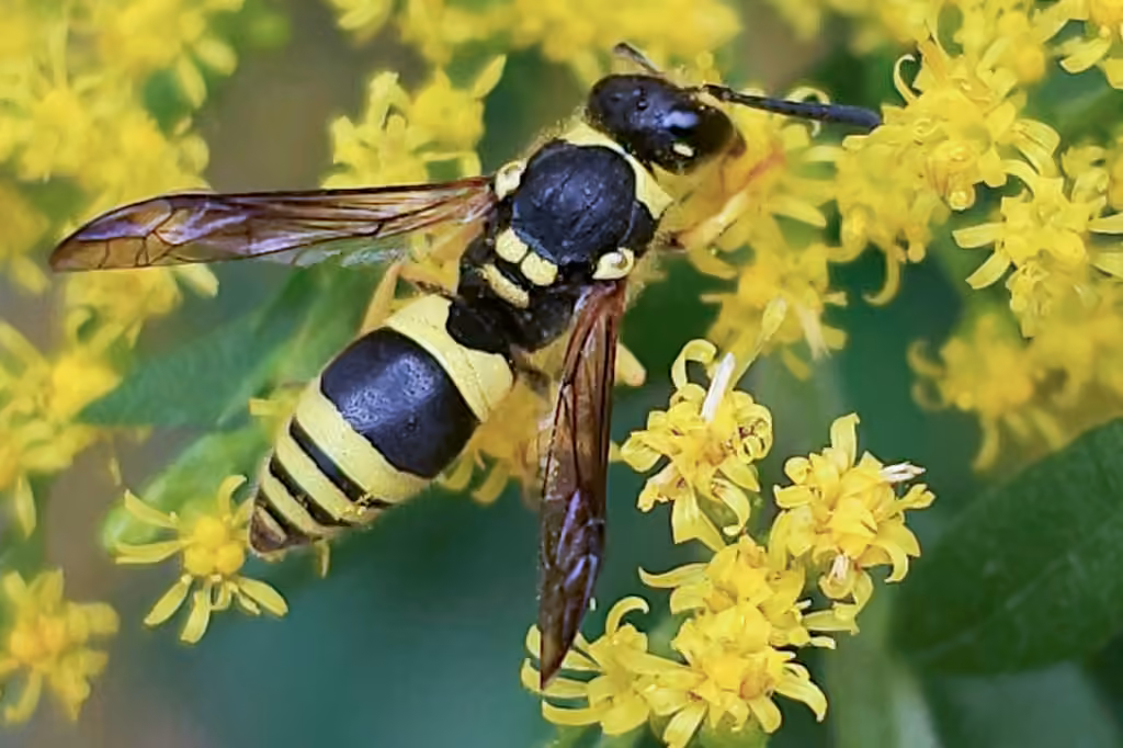 European tube wasp, Male