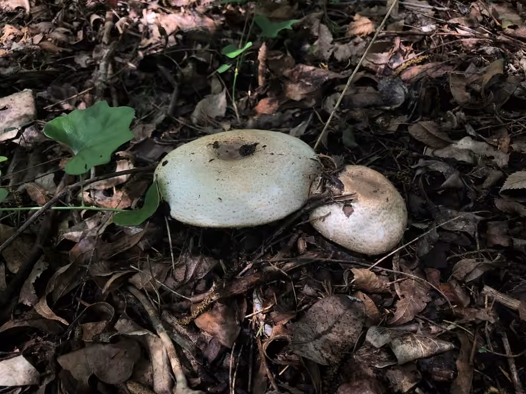 Agaricus pocillator, photo 2 sur 5