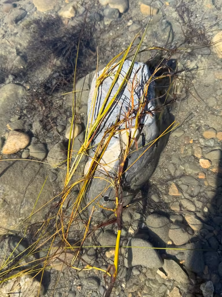 Sheathed pondweed, photo 3 of 5