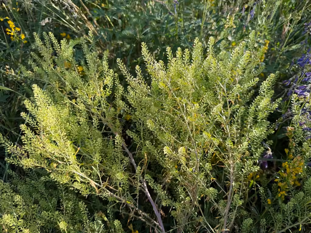 Manybranched pepperweed, photo 3 of 5
