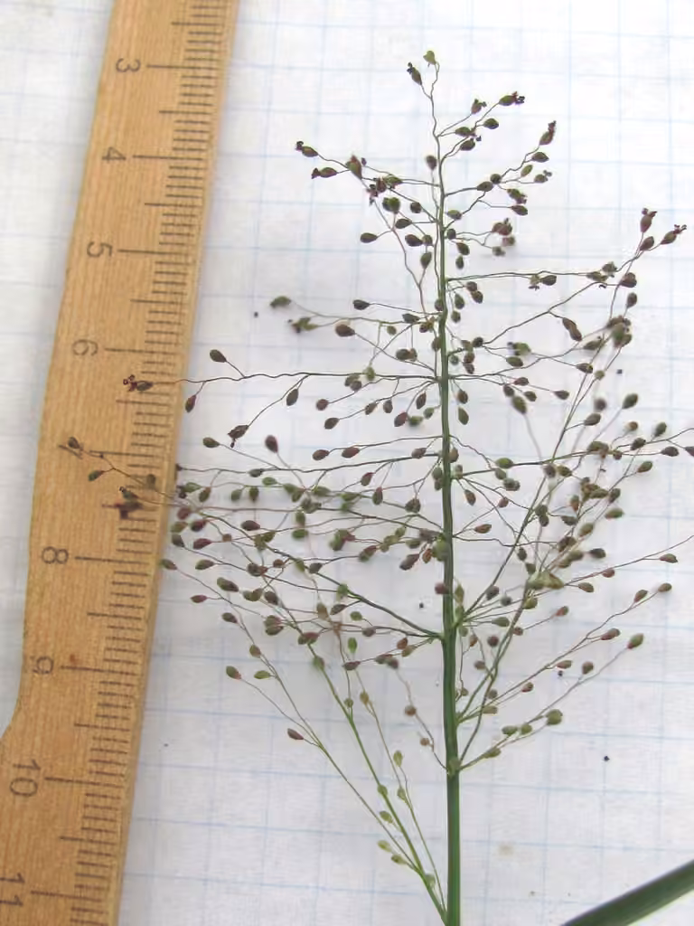 Lindheimer panicgrass, photo 3 of 5