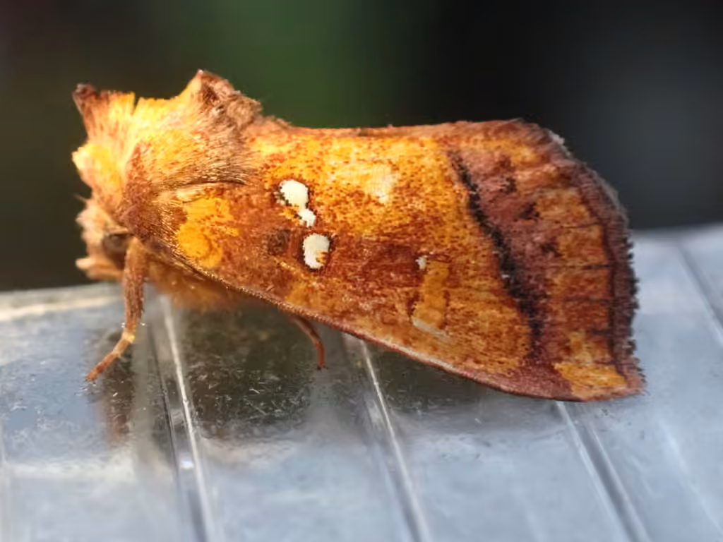 Loosestrife Borer Moth, photo 3 of 5