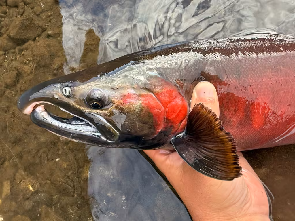 Saumon coho