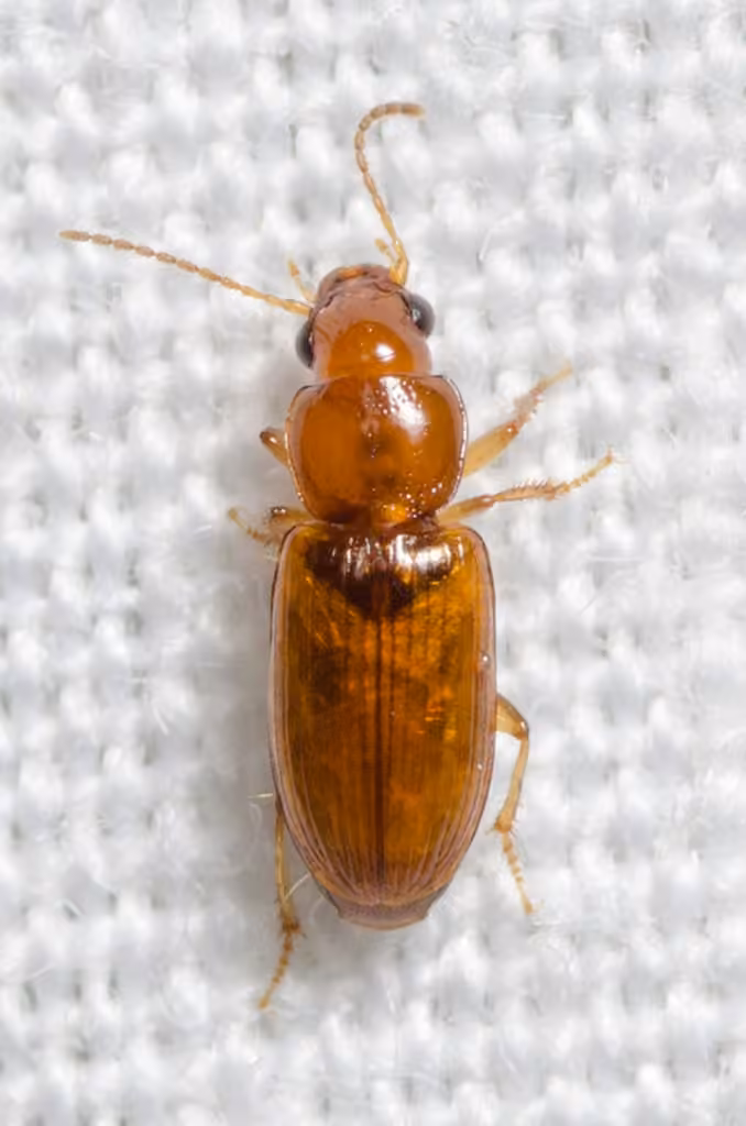 Tiled Harp Ground Beetle, photo 3 of 5