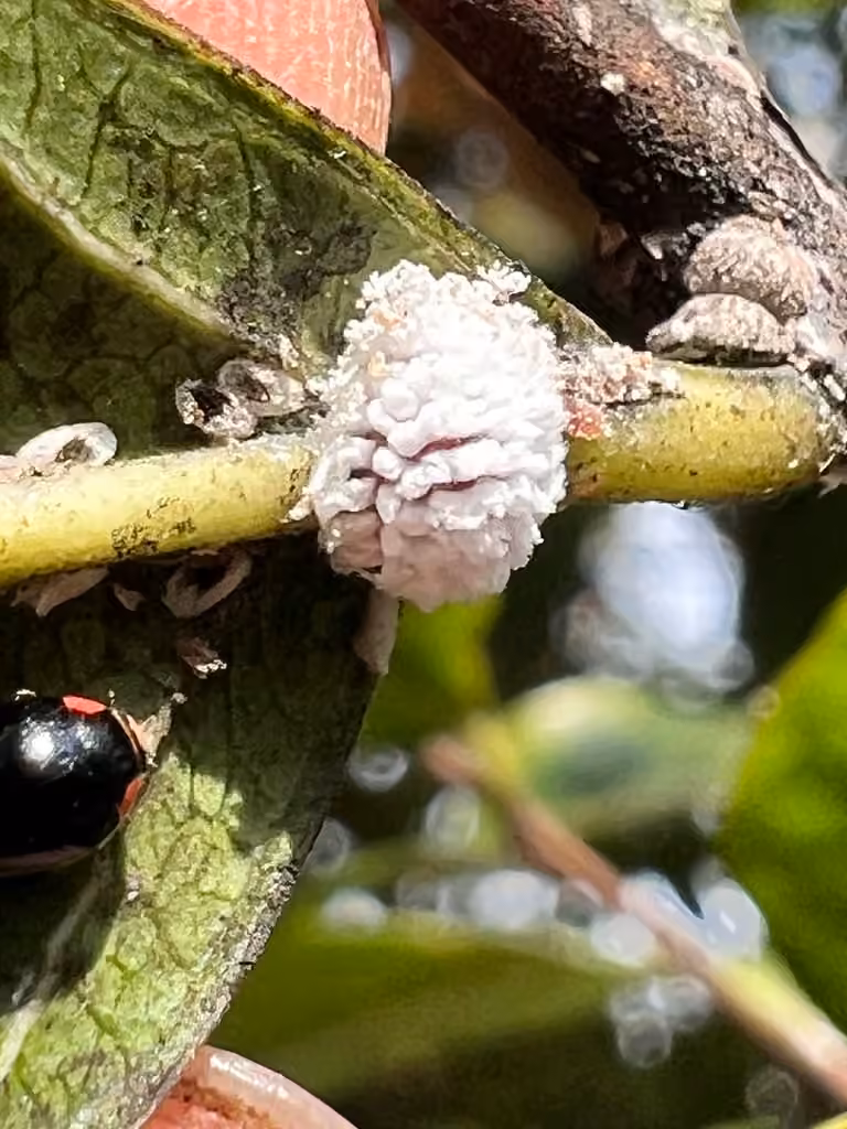Coccinelle jumelée, Larve