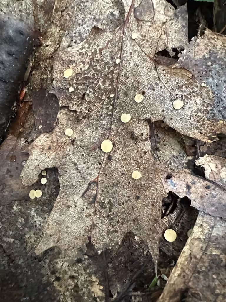 Pézize des feuilles, photo 2 of 5
