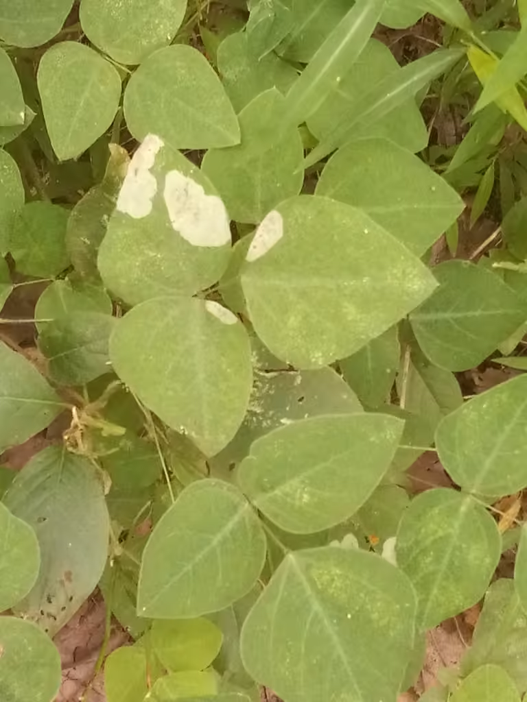 Leucanthiza amphicarpeaefoliella, Caterpillar