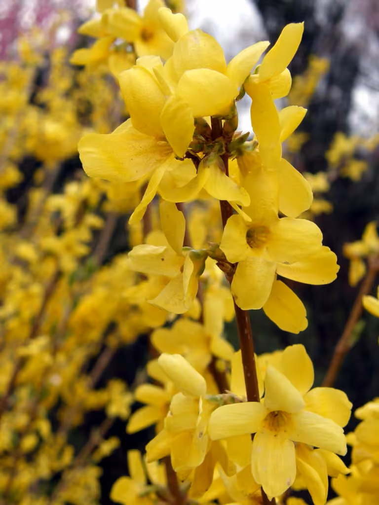 Weeping forsythia, photo 1 of 5