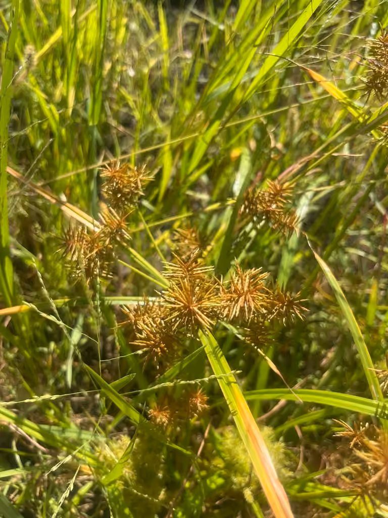 Fragrant flatsedge, In fruit