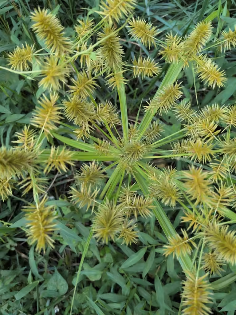 Souchet hispide, En fleurs
