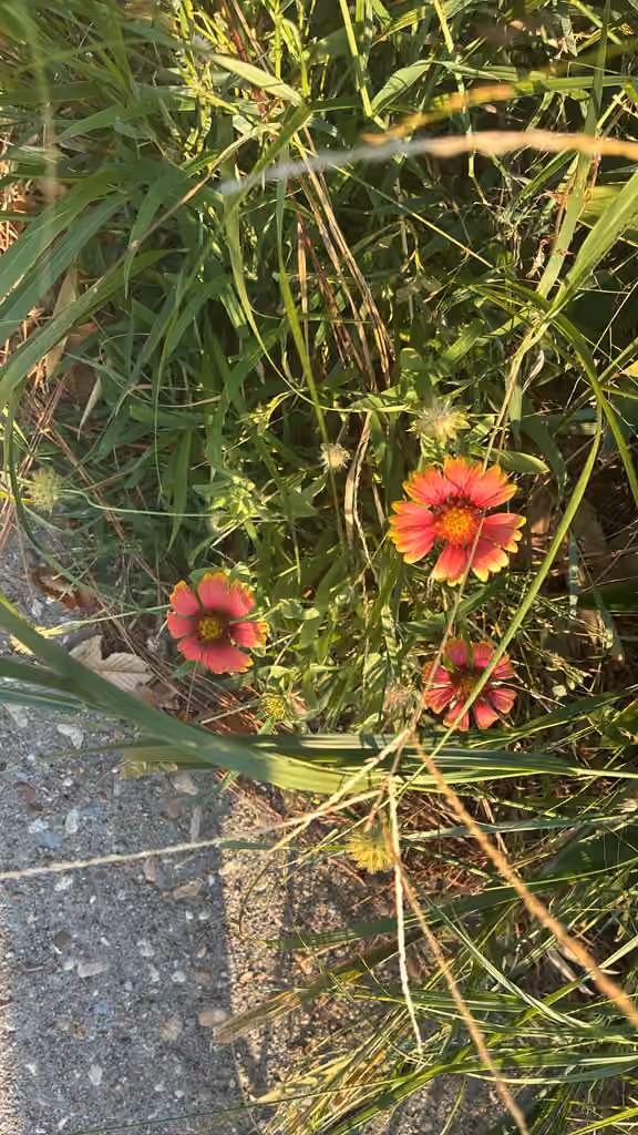 Gaillarde jolie, En boutons
