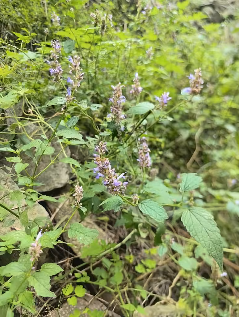 Chinese giant-hyssop, Flower buds