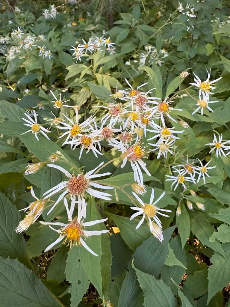 Aster acuminé