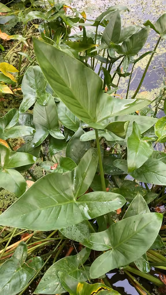 Green arrow arum, In flower