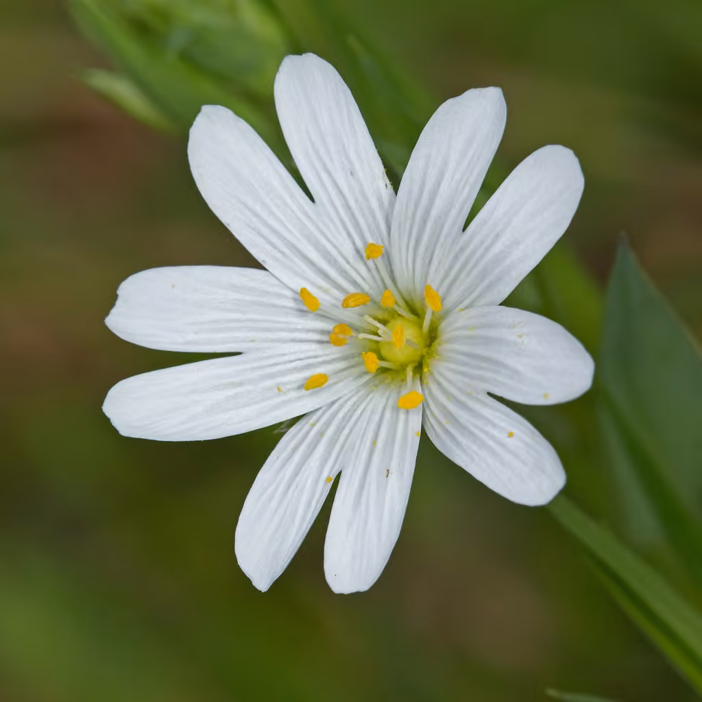 Stellaire holostée, photo 1 sur 5