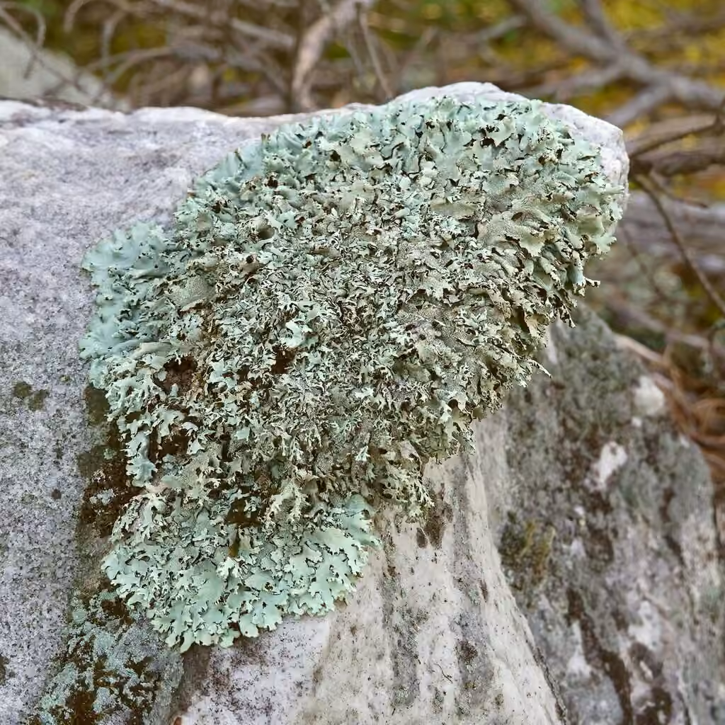 Shingled Rock-shield Lichen, photo 3 of 5