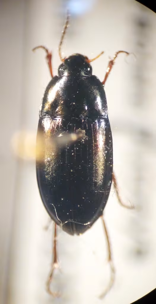 Littoral harp ground beetle, photo 1 of 5