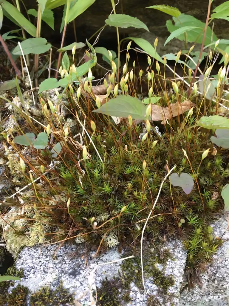 Ohio polytrichum moss, photo 1 of 5