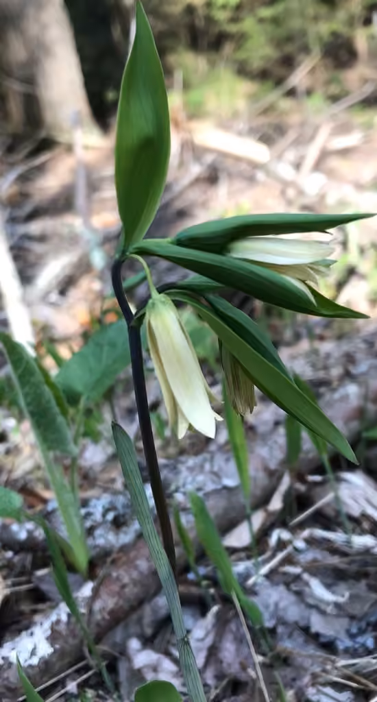 Uvulaire à feuilles sessiles, En fleurs