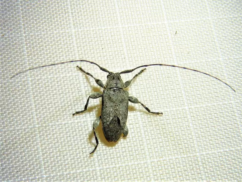 Alpha Long-horned Beetle, photo 3 of 5