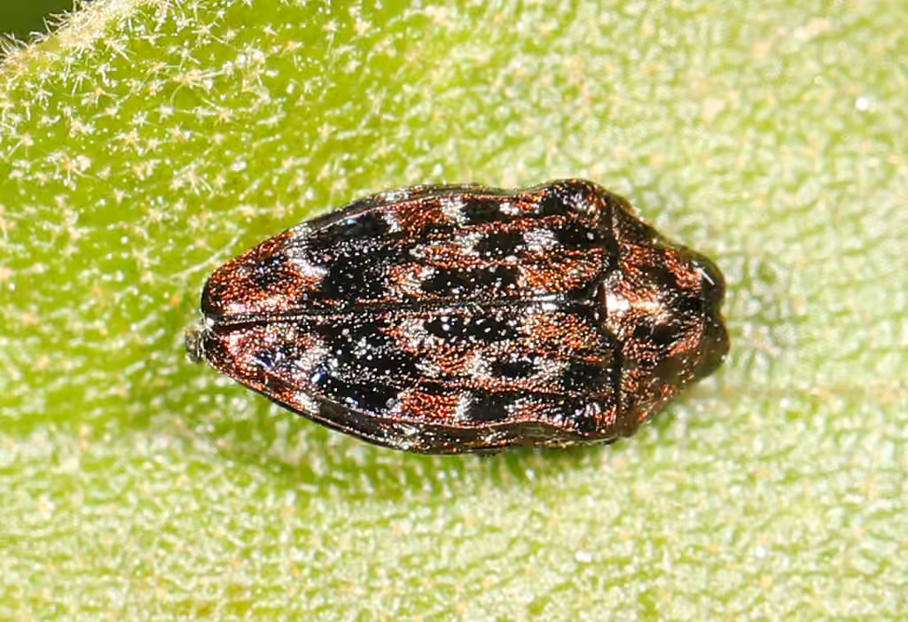 Oval Jewel Beetle, photo 3 of 5