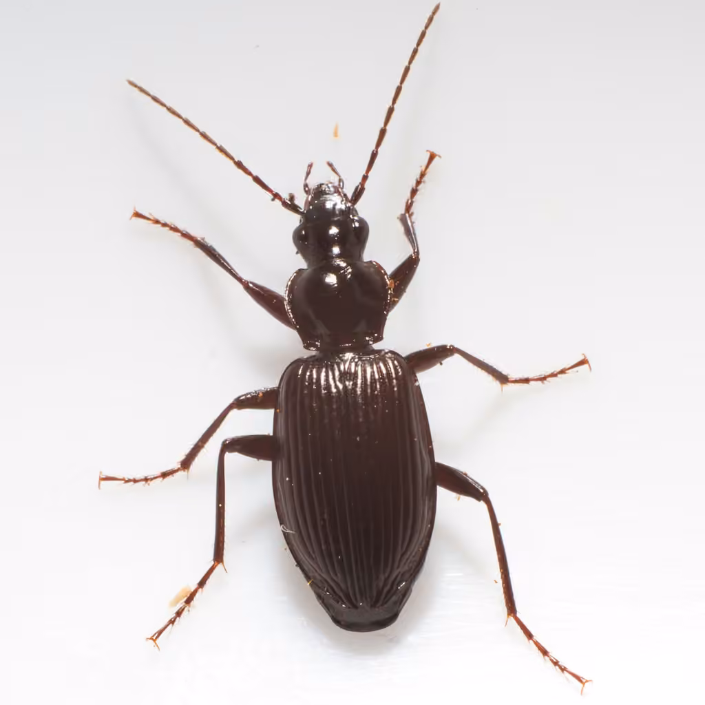 Proper Platynus Beetle, photo 2 of 5