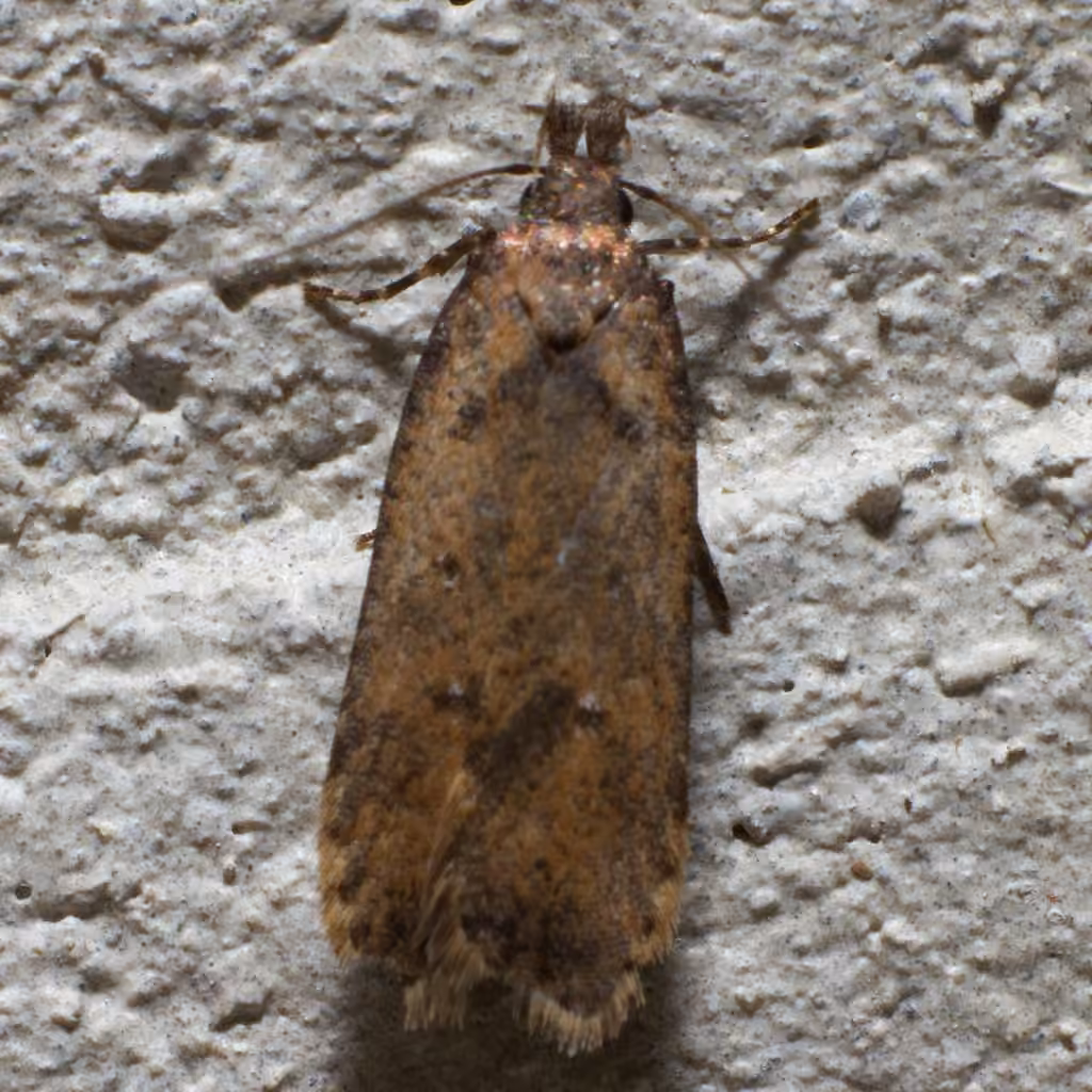 Dichomeris vacciniella, Adulte