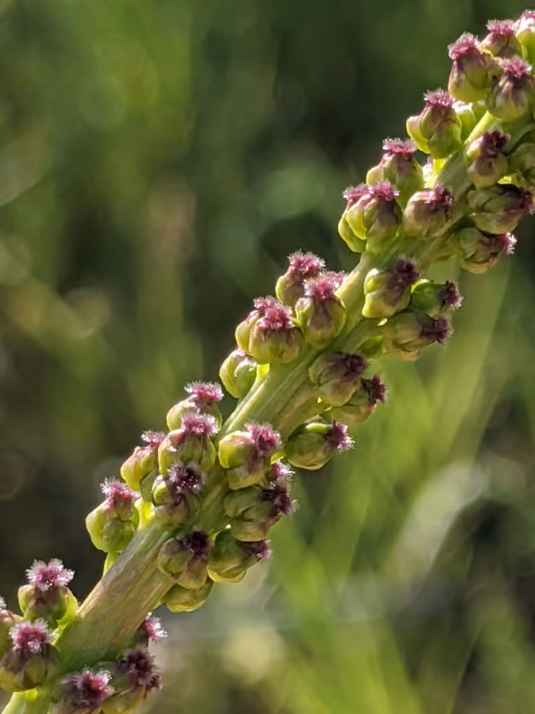 Arrow-grass, In flower