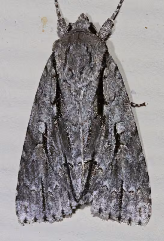 Greater Oak Dagger, photo 3 sur 5