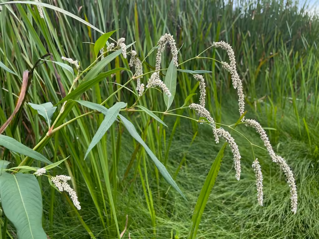 Renouée à feuilles de patience, En boutons