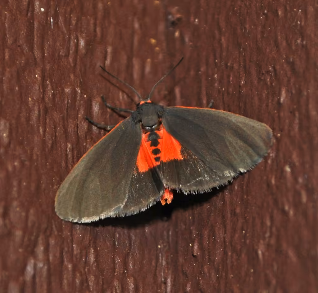 Joyful Virbia Moth