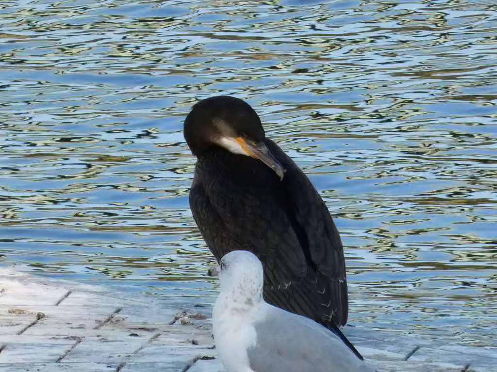 Grand Cormoran, Juvénile