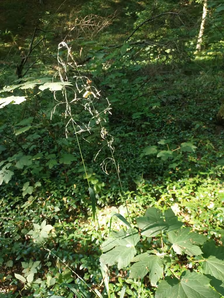 Wood millet, In fruit