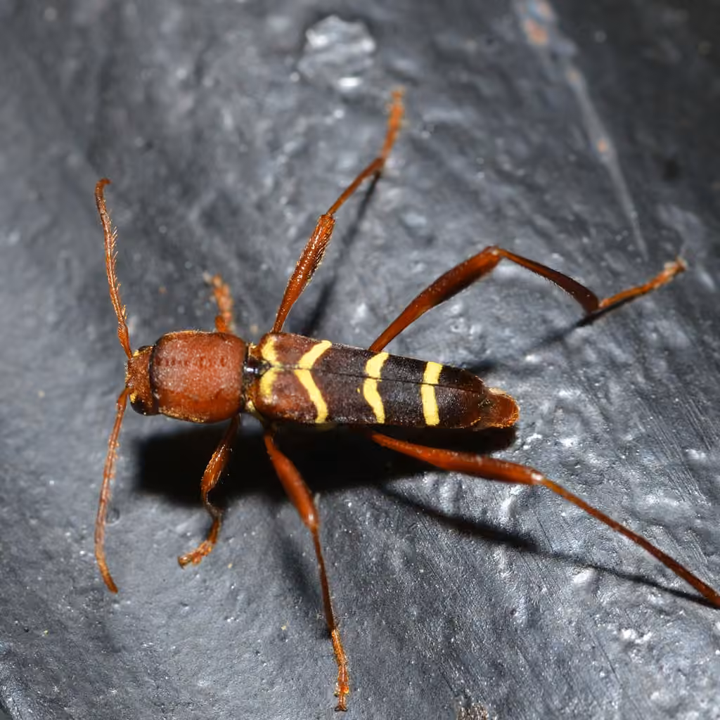 Red-headed Ash Borer, photo 3 of 5