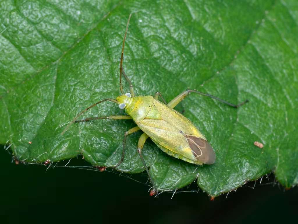 Punaise de la pomme de terre, photo 1 sur 5