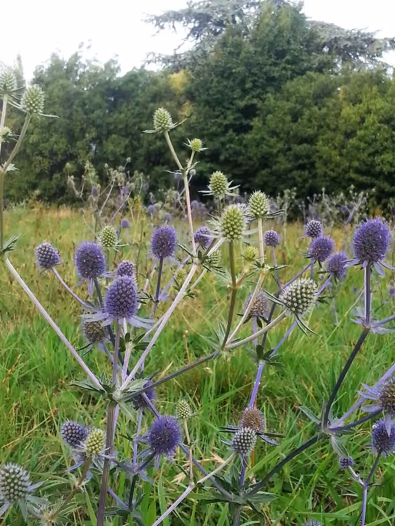 Panicaut à feuilles planes, En fleurs