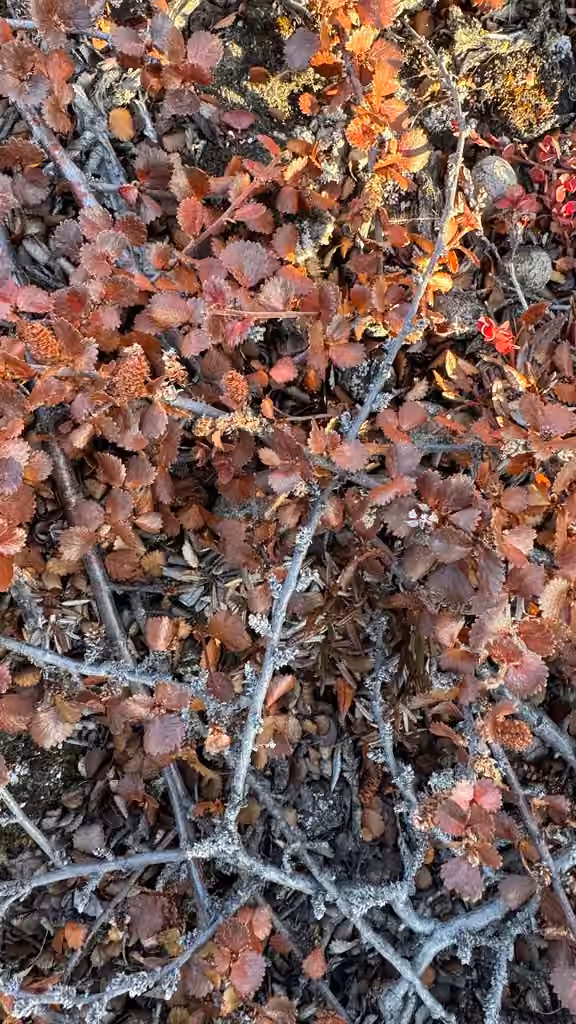 Bog birch, In fruit