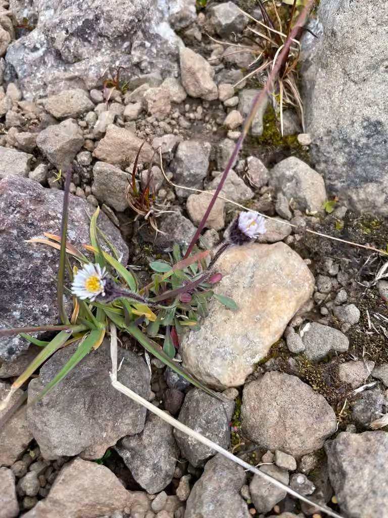 Petite vergerette, En fleurs