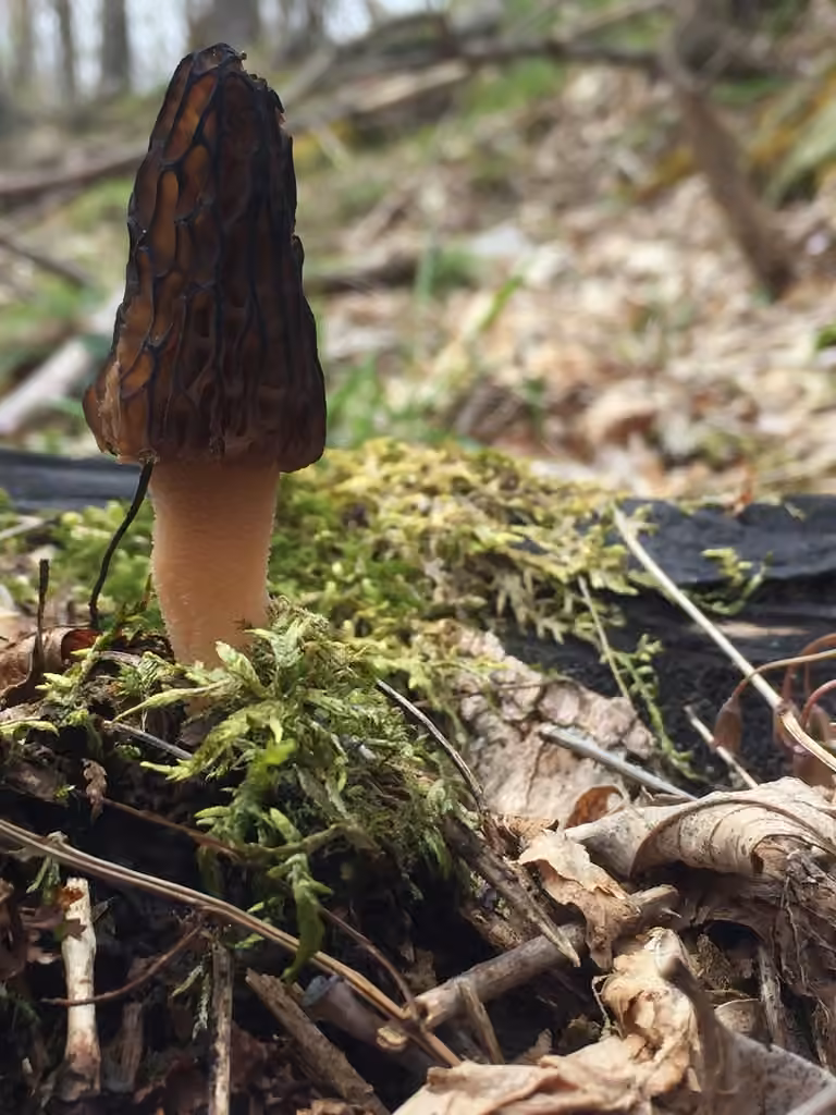 Black Morel, photo 2 sur 5