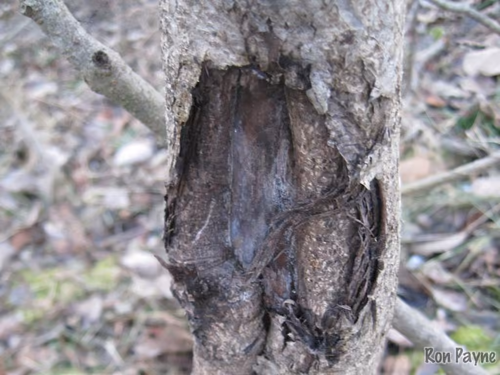 Chancre du noyer cendré