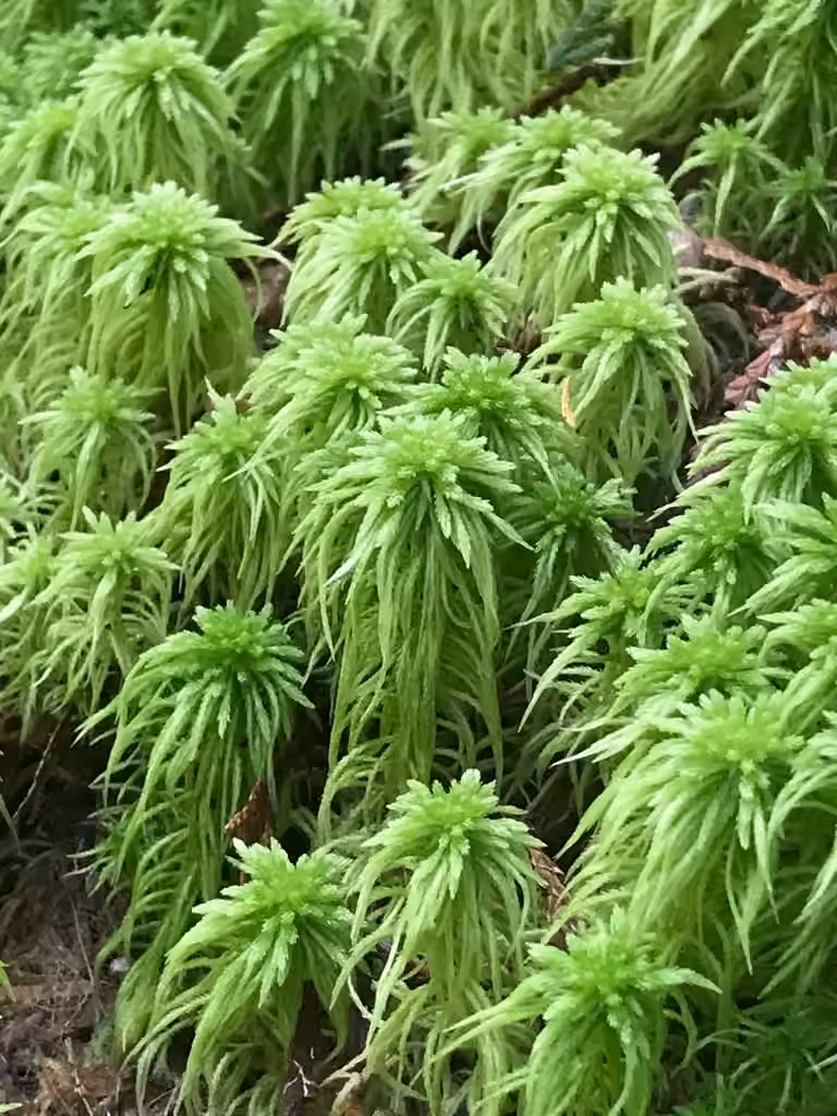 Variegated peat moss, photo 1 of 5