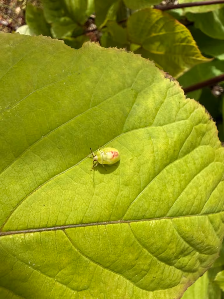 Acanthosome de l'Aralie, Nymphe