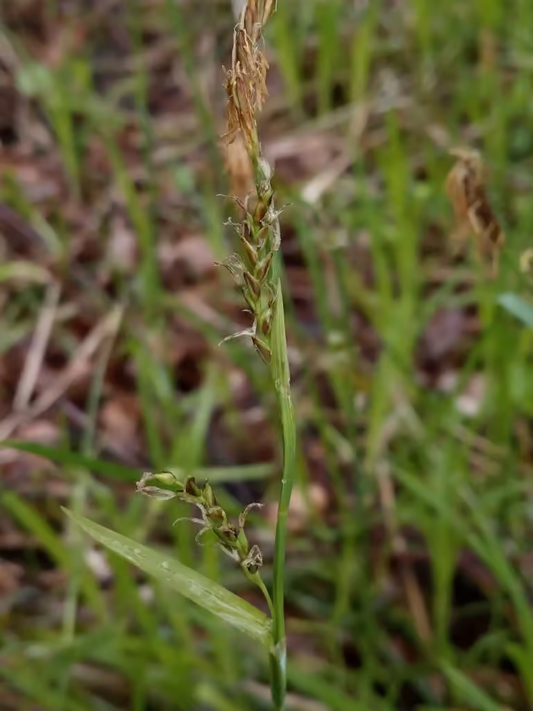 Carex engaîné, En fleurs