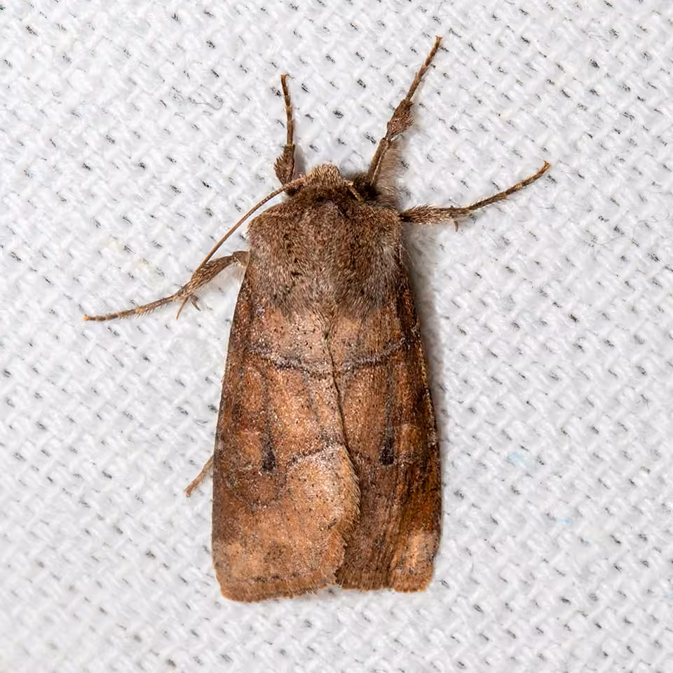 Noctuelle du cerisier, Adulte