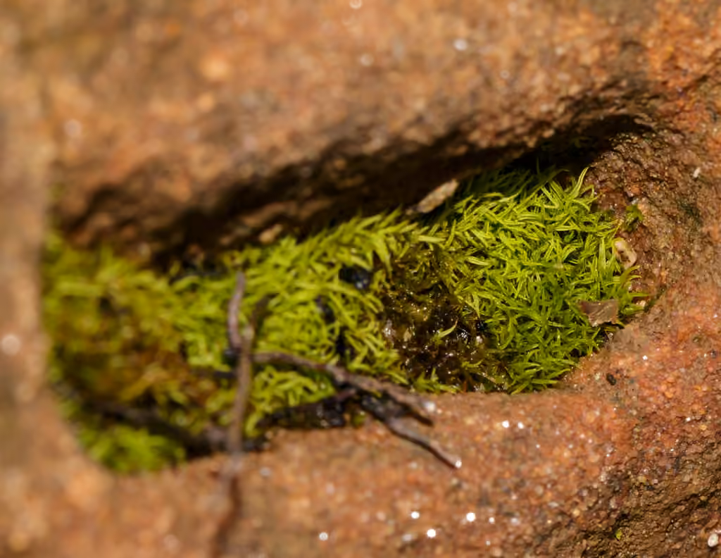 Small Twisted Moss, photo 3 of 5