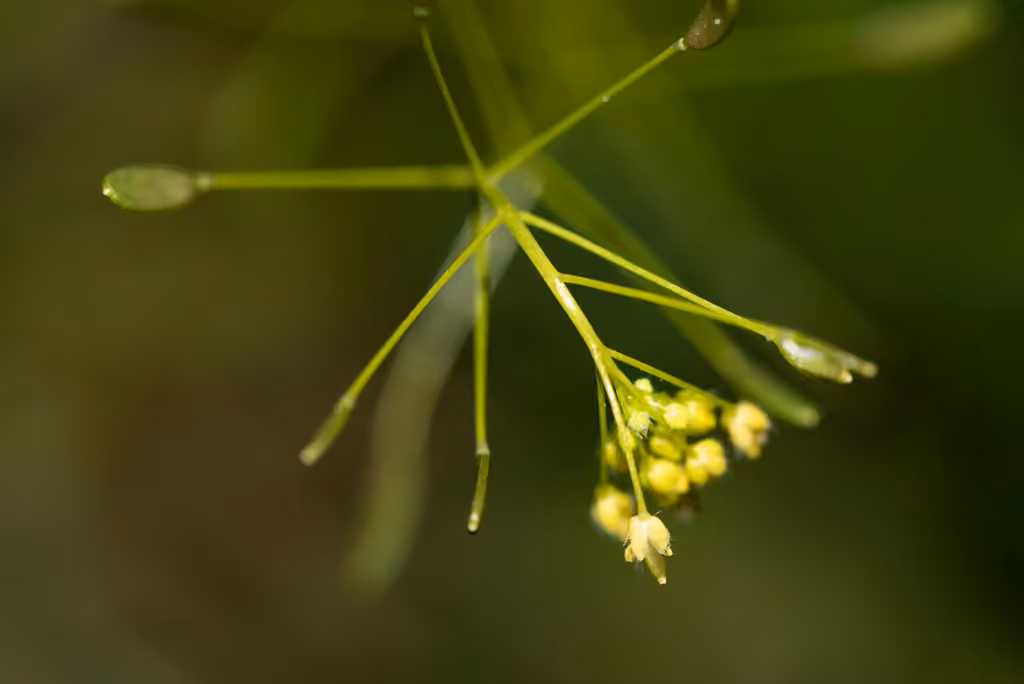 Woodland draba, In flower