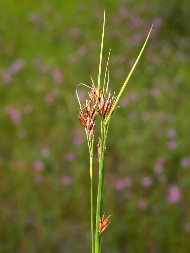 Rhynchospore brun